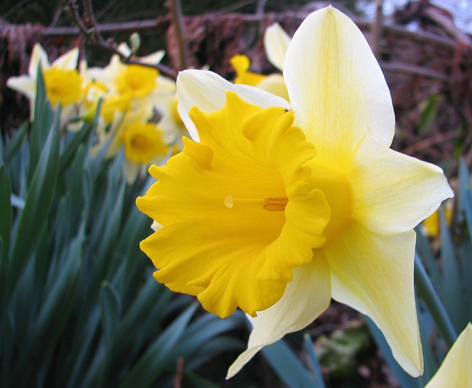 Narciso-Narcissus.jpg (1600×1313)