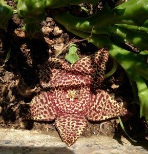 Simbologia della Stapelia variegata