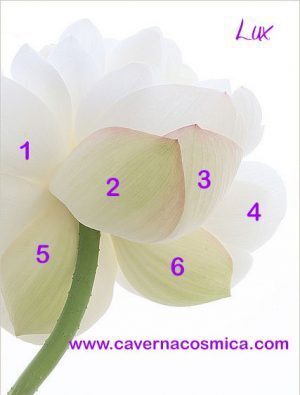 Ogni petalo un messaggio