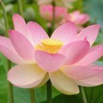 Qual è il tuo fiore di nascita?
