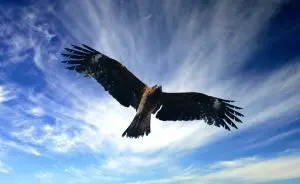 Simbologia  Falco