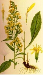 Solidago_virgaurea_gullris