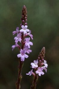 Verbena