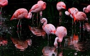 flamingo_hd_background_wallpaper-wide