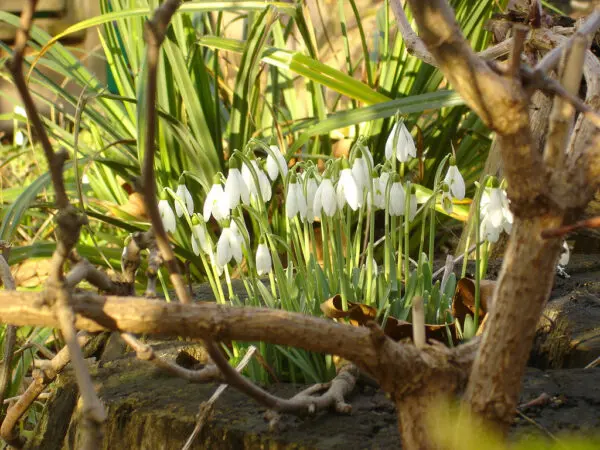 Il significato della Candelora-Imbolc: la festa della luce