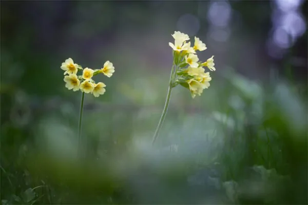 Primula: il fiore della dea Freyja che annuncia la primavera