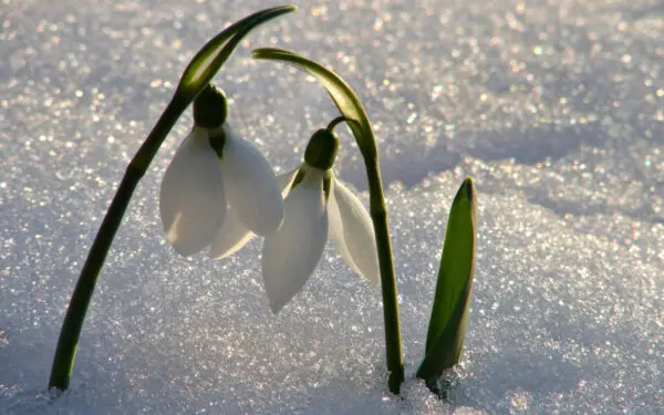 Bucaneve: significato, curiosità e usi magici del fiore