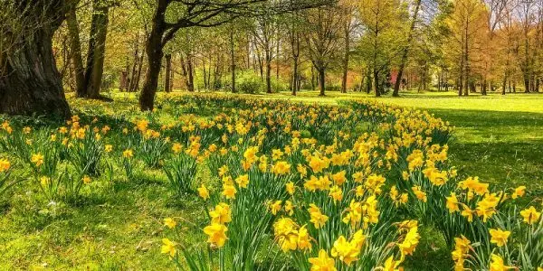 Narciso