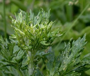 artemisia in magia