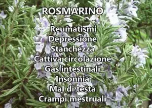 rosmarino proprietà