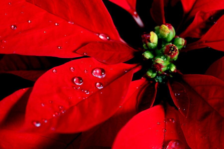 Leggenda Stella Di Natale.Stella Di Natale Caverna Cosmica