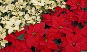 White and Red Poinsettias