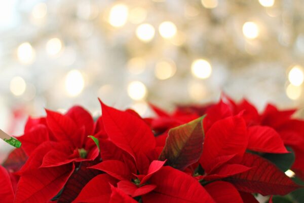 Stella di Natale: il significato simbolico della poinsettia fra leggende ed usi magici