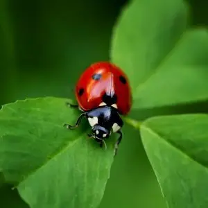 simbolo coccinella