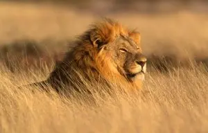 big male lion