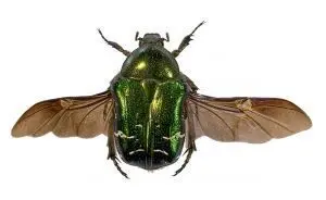 Simbologia della  Cetonia Aurata