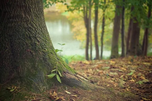 Meditazione per il radicamento