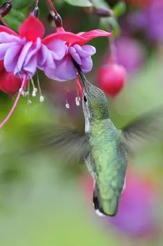 Simbologia del Colibrì