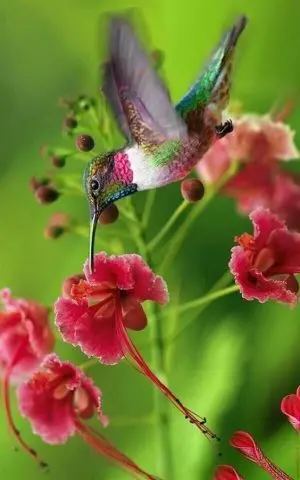 totem colibrì