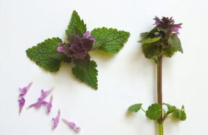 Lamium purpureum