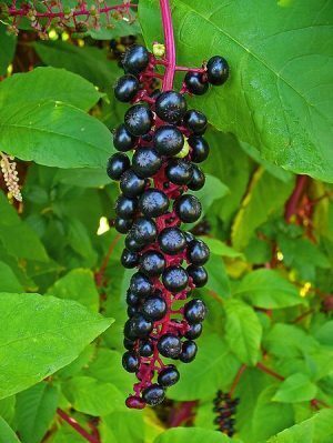 Phytolacca americana