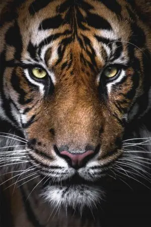 Simbolo e significato della tigre