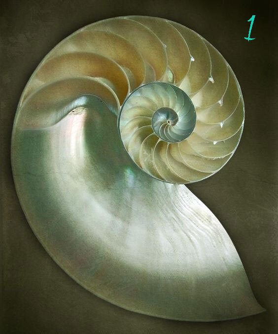 Un messaggio dalle conchiglie
