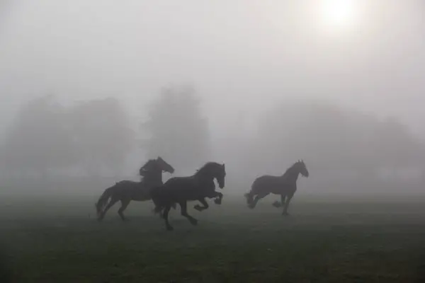 Il cavallo: simbolo, significato, leggende, miti, spirito guida