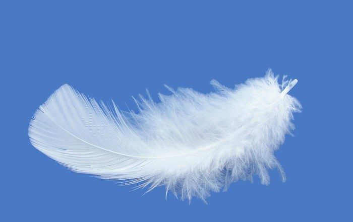 Cosa vuol dire trovare una piuma bianca? Significato simbolico e spirituale  - Angeli - Caverna Cosmica