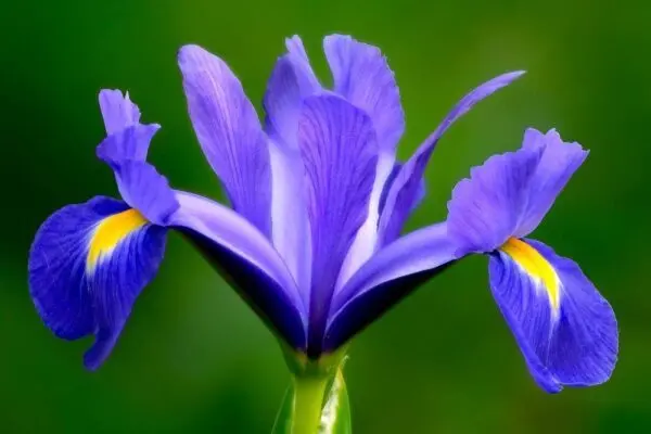 L’iris: il fiore dell’Angelo della Temperanza. Significato, miti, leggende e usi esoterici