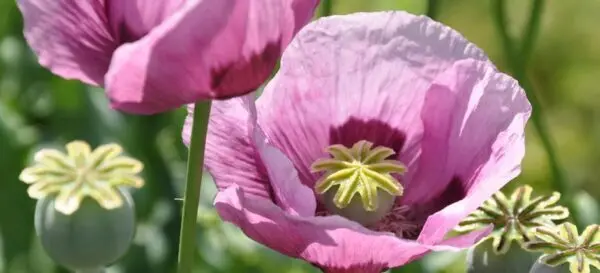 L’eleganza del papavero il fiore dell’amore e dell’abbondanza: simbolo, usi esoterici, significato