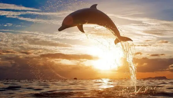 Simbolo, significato, totem del delfino