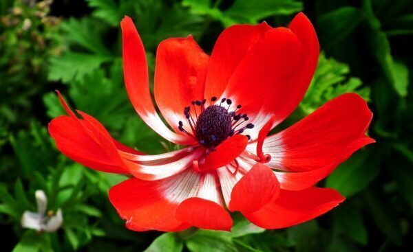 La struggente bellezza dell’anemone: il fiore della rinascita. Simbolo, significato e leggende