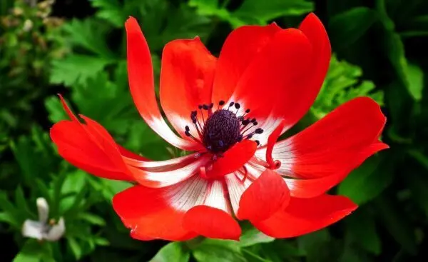 La struggente bellezza dell’anemone: il fiore della rinascita. Simbolo, significato e leggende