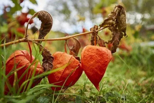 L’alkekengi: significato simbolico e usi esoterici delle “lanterne d’inverno”