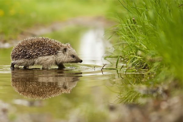 Cosa significa vedere un riccio? Simbolo, significato e leggende sul riccio