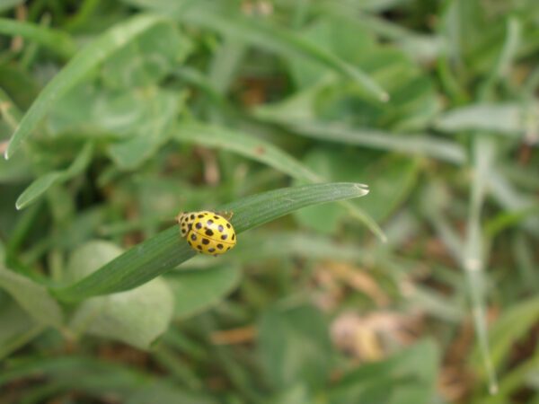 Cosa significa vedere una coccinella gialla?