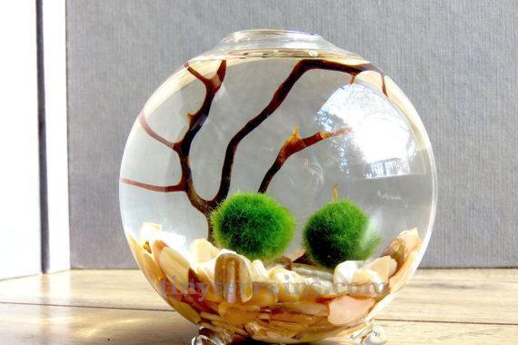 Il marimo: la leggenda dell’alga giapponese simbolo di amore eterno