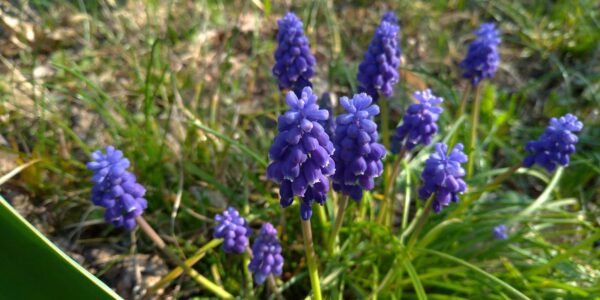 Muscari: la magia dei giacinti grappolo nel tuo giardino