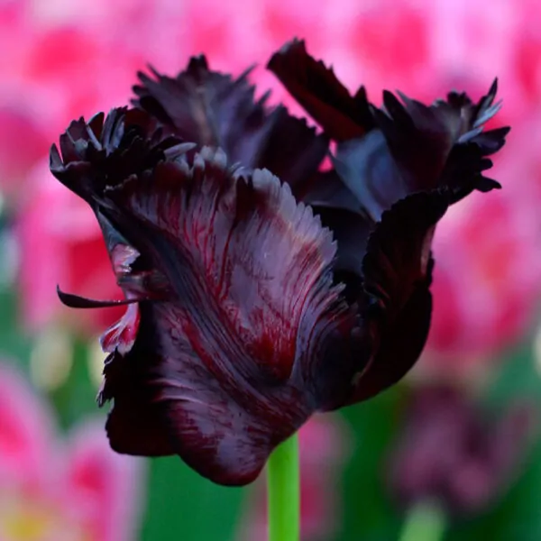 Significato simbolico ed esoterico del tulipano: il fiore dell’amore perfetto che ispirò la nascita della Borsa