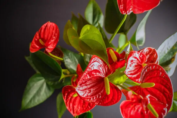 Anthurium: la pianta del benessere e della felicità