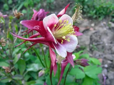 Aquilegia: significato, simbologia e proprietà magiche