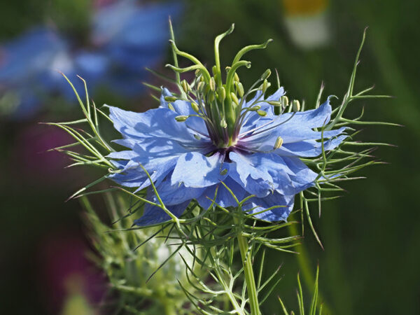 Nigella sativa o cumino nero: la fanciullaccia miracolosa della Dea