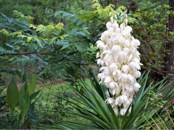 Quel che non sai sulla Yucca: il tronchetto della felicità