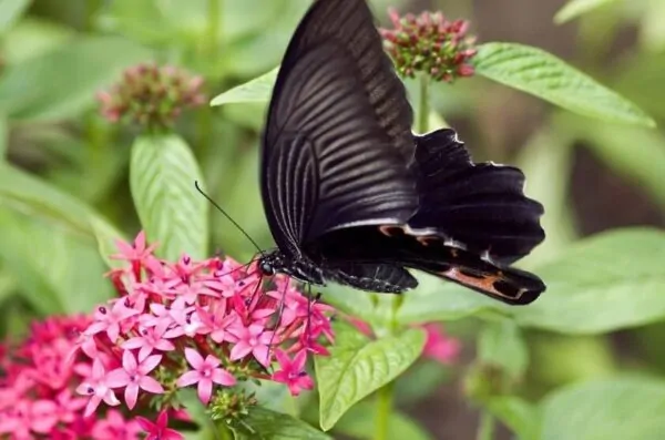 Cosa significa vedere una farfalla nera?