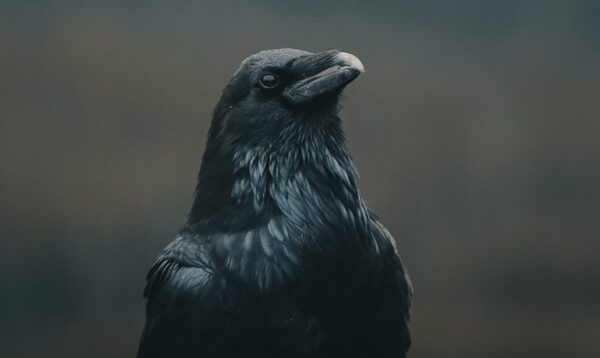 Cosa significa vedere un corvo?