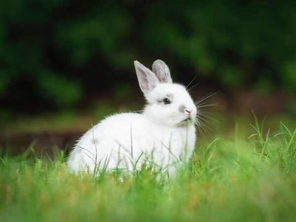 Simbolo del coniglio: cosa significa?