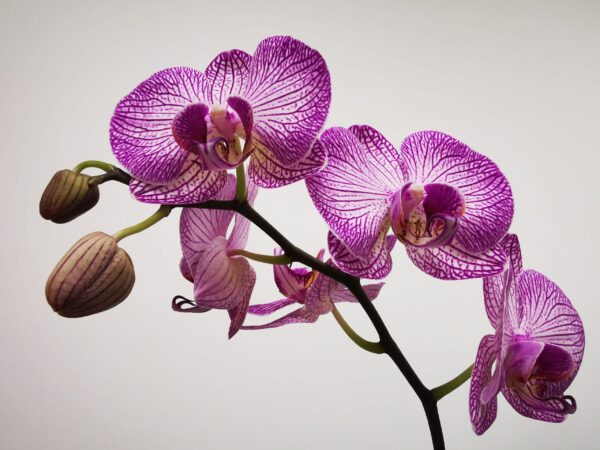 Il prezioso significato simbolico dell’orchidea: ama la tua unicità