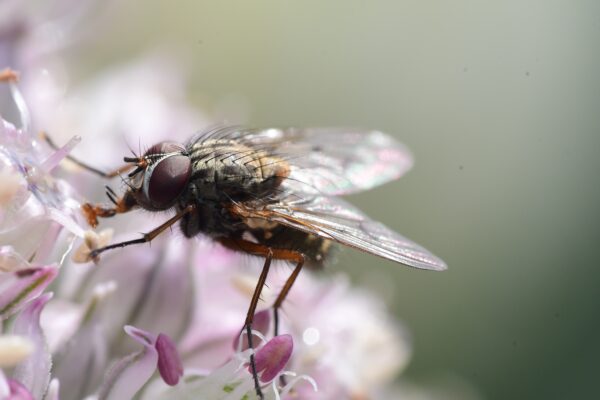 Cosa significa vedere una mosca? Significato simbolico delle mosche.