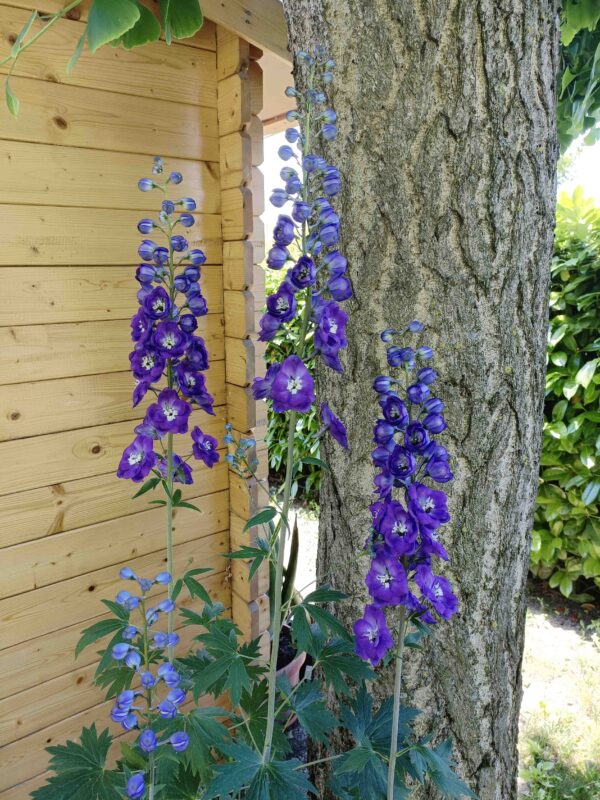 Significato simbolico e magico dei Delphinium: il cuore dei sognatori